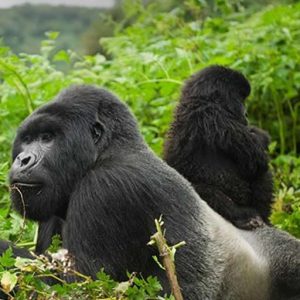 When to Visit Volcanoes: (Best Time to Visit Rwanda for Gorillas)