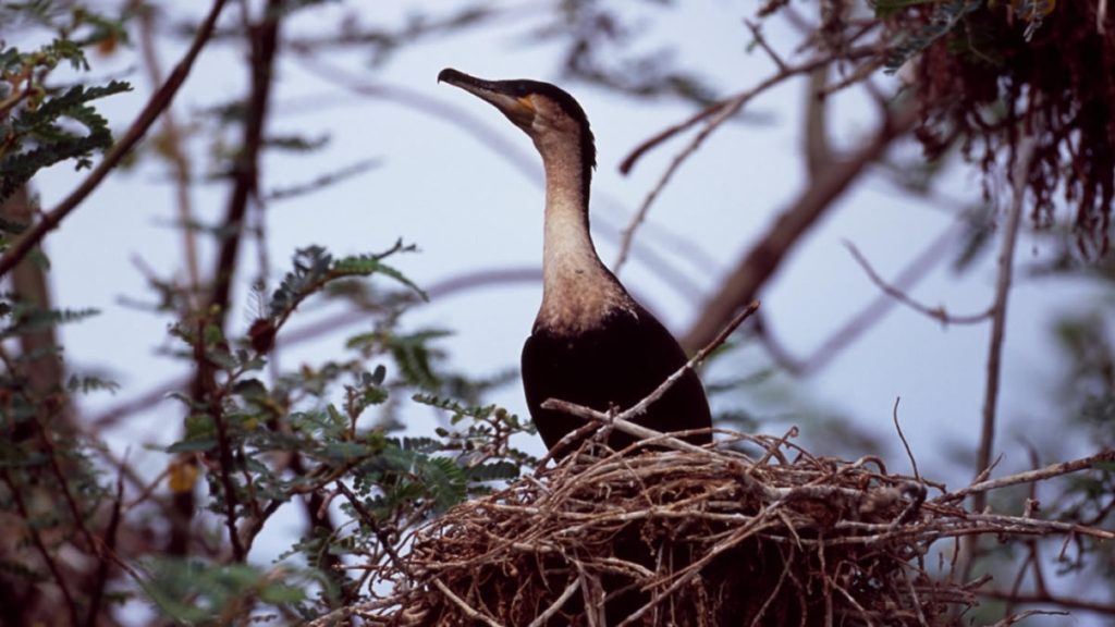 Bird Watching in Volcanoes National Park Rwanda