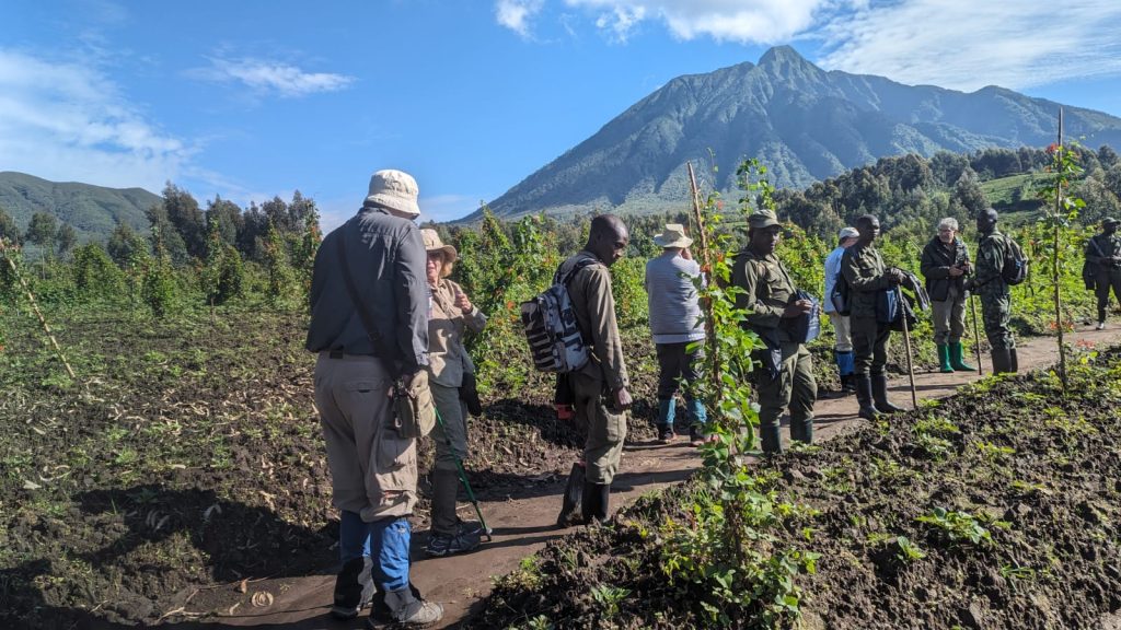 Process of Trekking Gorillas