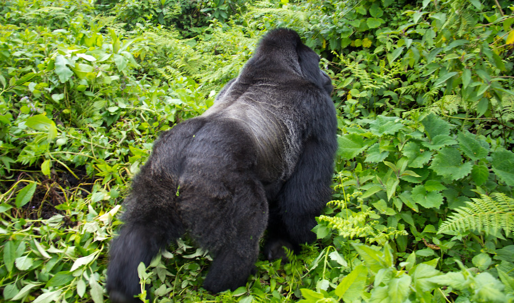 Silverback gorillas in Volcanoes national park 