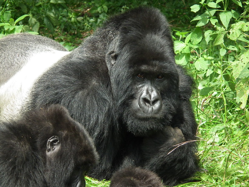 silverback gorillas 